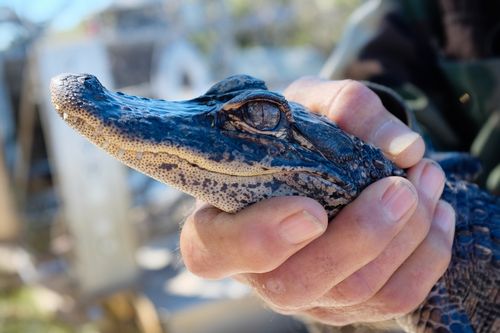 Galerie zur Sendung „Tierpolizei Miami“: Bild 1