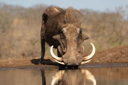 Wasserlöcher - Oasen für Afrikas Fauna