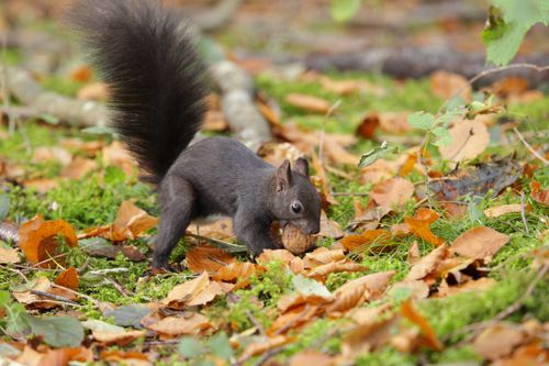 Europas verborgene Naturwunder