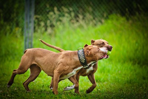 Pitbulls auf Bewährung