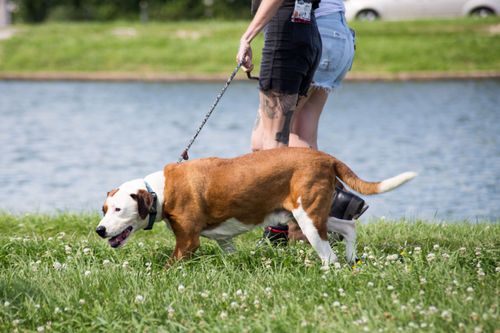 Pitbulls auf Bewährung