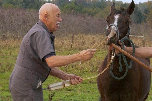 Der unglaubliche Dr. Pol