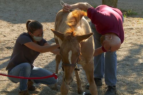 Der unglaubliche Dr. Pol