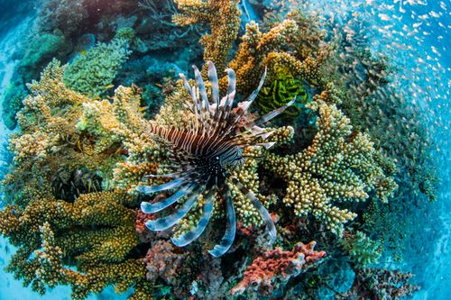 Das Great Barrier Reef - Schatzkiste der Natur