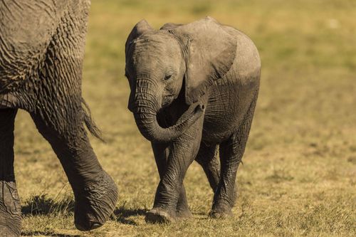 Galerie zur Sendung „Tierbabys“: Bild 1