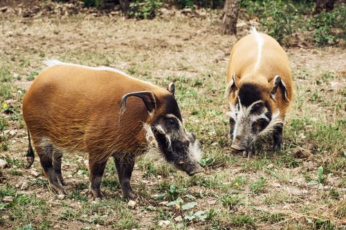 Bronx Zoo - Tierpark der Superlative