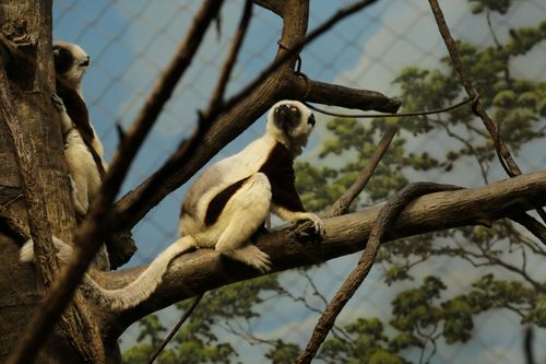 Bronx Zoo - Tierpark der Superlative