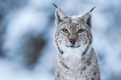 Rumäniens wilde Schönheit