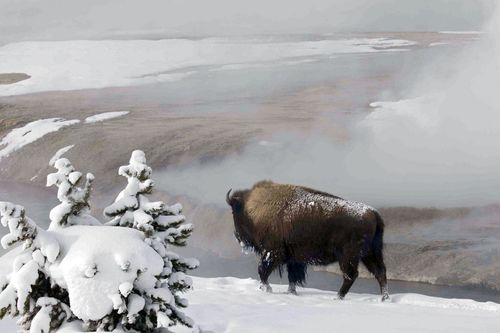 Galerie zur Sendung „Yellowstone Nationalpark“: Bild 1