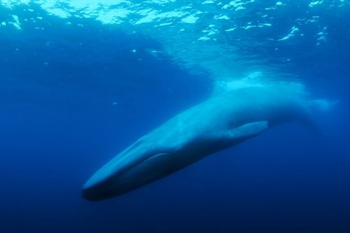 Der einsamste Wal der Welt