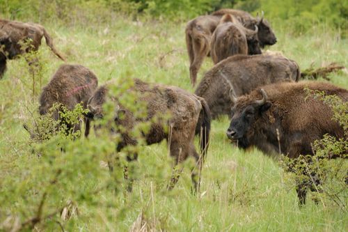 Rewilding - zurück zur Natur