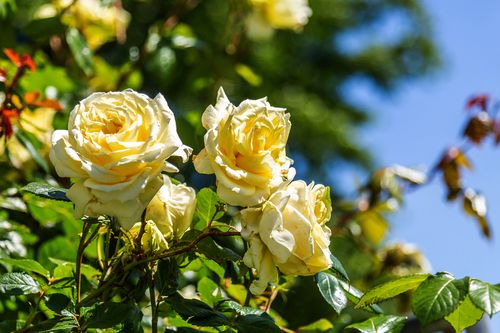 Rasch durch den Garten - Gärtnern für jedermann