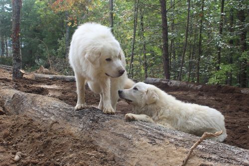 Galerie zur Sendung „Home Rescue - Wohnen in der Wildnis“: Bild 1