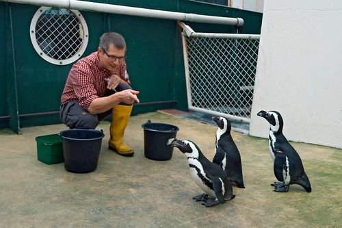 Seelöwe & Co. - tierisch beliebt - Pinguine im Futterrausch