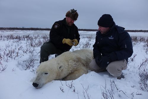 Unsere Helden: Die Tierärzte in der Arktis