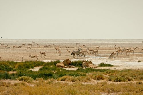 Kalahari: Land der geheimen Allianzen