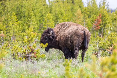 Yellowstone Nationalpark