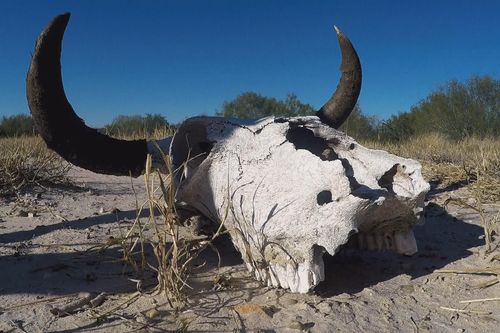 Galerie zur Sendung „Lone Star Law - Die Gesetzeshüter von Texas“: Bild 1