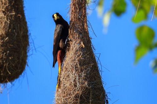 Tierische Superbauten