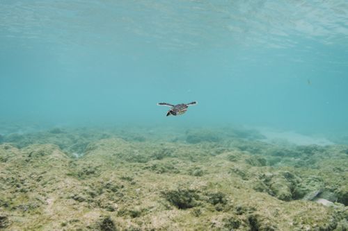 Das Great Barrier Reef - Schatzkiste der Natur