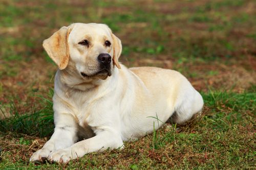 Hunde außer Kontrolle