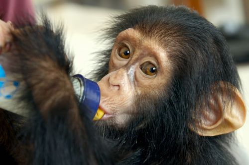 Galerie zur Sendung „Schimpansen im Kongo mit Jane Goodall“: Bild 1