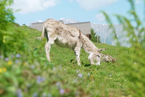 Die bunte Nutztierwelt in Vorarlberg