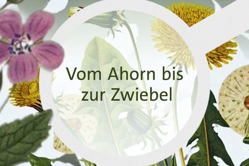 Vom Ahorn bis zur Zwiebel - Pflanzen in unserer Umgebung