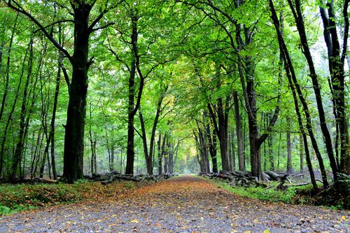 Europas Urwälder