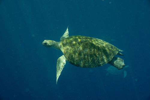 Unglaubliche Tierwanderungen