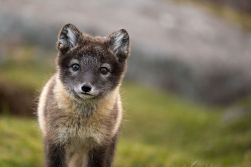 Unglaubliche Tierwanderungen