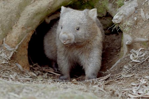 Das geheime Leben der Wombats