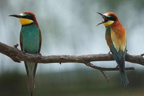 Unglaubliche Tierwanderungen