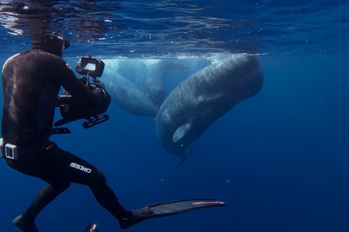 Galerie zur Sendung „Wale - mit Steve Backshall“: Bild 1