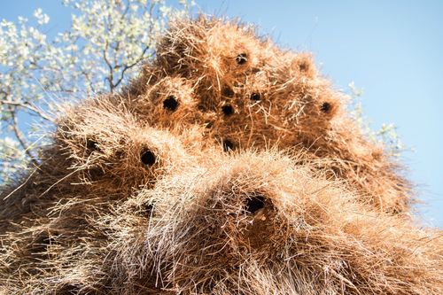 Tierische Wohngemeinschaften