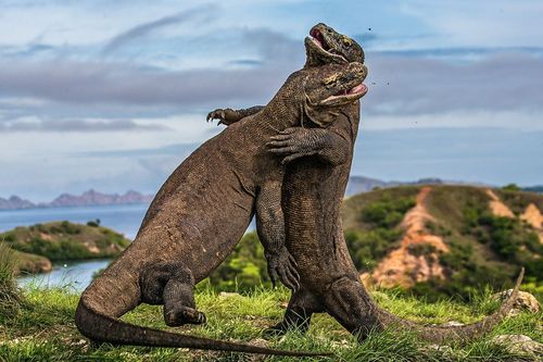 Die Wasserwelt von Komodo