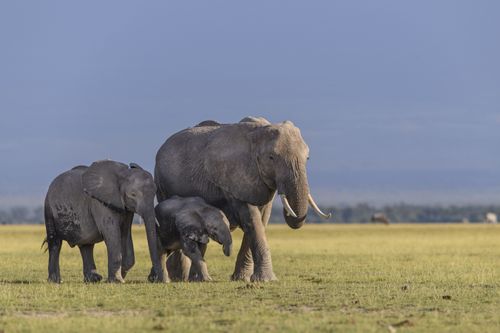 Galerie zur Sendung „Queens - Königinnen des Tierreichs“: Bild 1