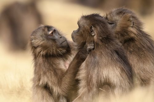 Galerie zur Sendung „Queens - Königinnen des Tierreichs“: Bild 1