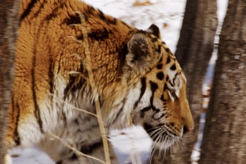 Das verborgene Reich des Sibirischen Tigers