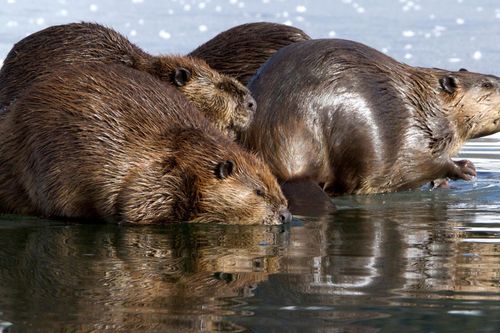 Galerie zur Sendung „Tierische Superbauten“: Bild 1