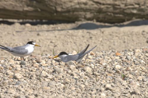 Galerie zur Sendung „Seevögel in Gefahr- Ratten auf der Hallig“: Bild 1