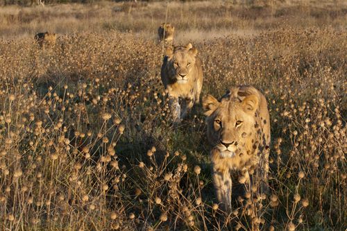 Botswana: Zum Kämpfen geboren