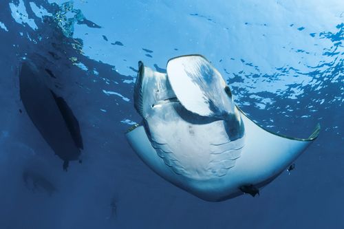 Expedition Azoren - Unterwegs mit Tierfotograf und Filmemacher Reinhard Mink