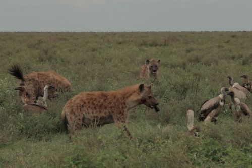 Kampf der Raubkatzen - Löwe gegen Gepard