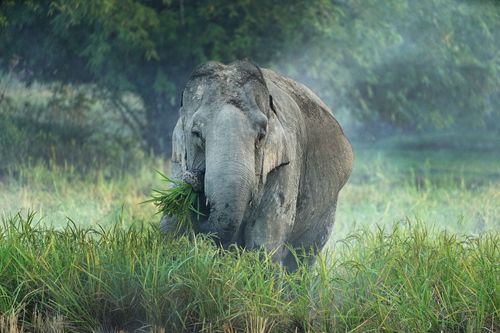 Galerie zur Sendung „Hati Bondhu, die Elefantenschützer von Assam“: Bild 1