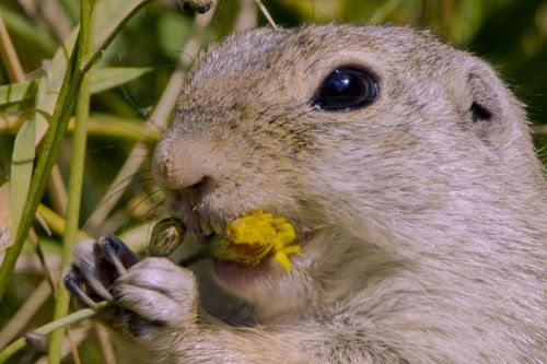 Tierische Heimkehrer - Zurück in der Natur