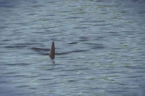 Shark Terror - Verloren auf hoher See - Teil 2