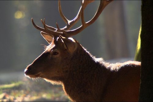 Galerie zur Sendung „Der Harz - Wildnis im Herzen Europas“: Bild 1