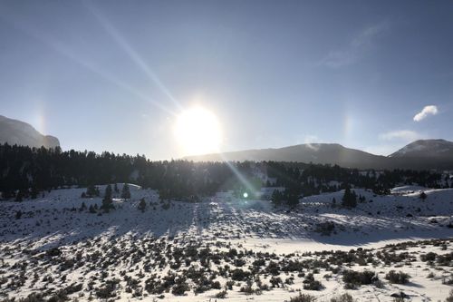 Die Wölfe des Yellowstone: Die nächste Generation