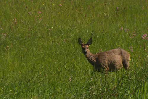 Einsatz im Naturparadies - Bedrohte Wiesen an der Wümme